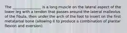 The ________________ is a long muscle on the lateral aspect of the lower leg with a tendon that passes around the lateral malleolus of the fibula, then under the arch of the foot to insert on the first metatarsal bone (allowing it to produce a combination of plantar flexion and eversion).