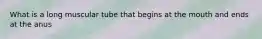What is a long muscular tube that begins at the mouth and ends at the anus
