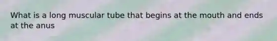 What is a long muscular tube that begins at the mouth and ends at the anus