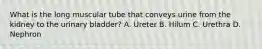 What is the long muscular tube that conveys urine from the kidney to the urinary bladder? A. Ureter B. Hilum C. Urethra D. Nephron