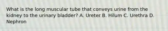 What is the long muscular tube that conveys urine from the kidney to the <a href='https://www.questionai.com/knowledge/kb9SdfFdD9-urinary-bladder' class='anchor-knowledge'>urinary bladder</a>? A. Ureter B. Hilum C. Urethra D. Nephron