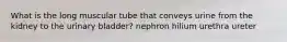 What is the long muscular tube that conveys urine from the kidney to the urinary bladder? nephron hilium urethra ureter