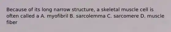 Because of its long narrow structure, a skeletal muscle cell is often called a A. myofibril B. sarcolemma C. sarcomere D. muscle fiber