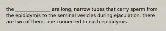 the _______________ are long, narrow tubes that carry sperm from the epididymis to the seminal vesicles during ejaculation. there are two of them, one connected to each epididymis.