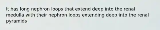 It has long nephron loops that extend deep into the renal medulla with their nephron loops extending deep into the renal pyramids