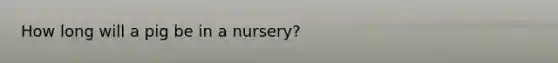 How long will a pig be in a nursery?