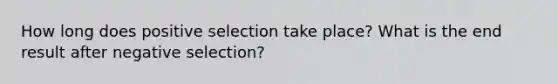 How long does positive selection take place? What is the end result after negative selection?