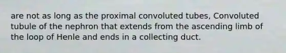 are not as long as the proximal convoluted tubes, Convoluted tubule of the nephron that extends from the ascending limb of the loop of Henle and ends in a collecting duct.