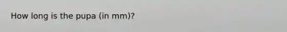 How long is the pupa (in mm)?