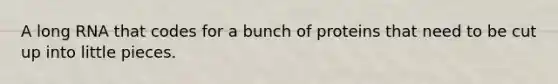 A long RNA that codes for a bunch of proteins that need to be cut up into little pieces.