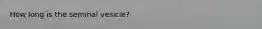 How long is the seminal vesicle?