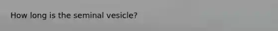 How long is the seminal vesicle?