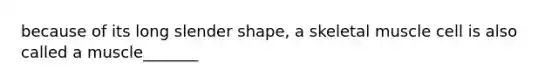 because of its long slender shape, a skeletal muscle cell is also called a muscle_______