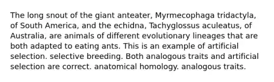 The long snout of the giant anteater, Myrmecophaga tridactyla, of South America, and the echidna, Tachyglossus aculeatus, of Australia, are animals of different evolutionary lineages that are both adapted to eating ants. This is an example of artificial selection. selective breeding. Both analogous traits and artificial selection are correct. anatomical homology. analogous traits.