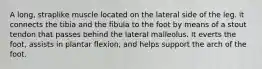 A long, straplike muscle located on the lateral side of the leg. it connects the tibia and the fibula to the foot by means of a stout tendon that passes behind the lateral malleolus. It everts the foot, assists in plantar flexion, and helps support the arch of the foot.