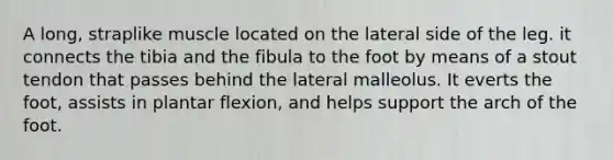 A long, straplike muscle located on the lateral side of the leg. it connects the tibia and the fibula to the foot by means of a stout tendon that passes behind the lateral malleolus. It everts the foot, assists in plantar flexion, and helps support the arch of the foot.