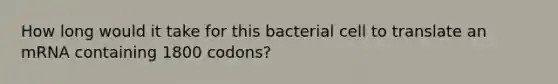 How long would it take for this bacterial cell to translate an mRNA containing 1800 codons?