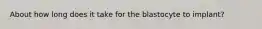 About how long does it take for the blastocyte to implant?