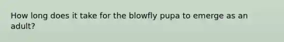 How long does it take for the blowfly pupa to emerge as an adult?