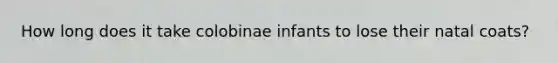 How long does it take colobinae infants to lose their natal coats?