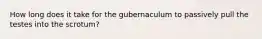 How long does it take for the gubernaculum to passively pull the testes into the scrotum?