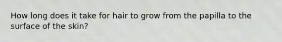 How long does it take for hair to grow from the papilla to the surface of the skin?