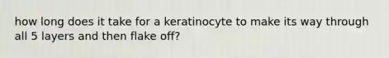 how long does it take for a keratinocyte to make its way through all 5 layers and then flake off?