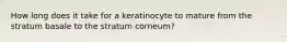 How long does it take for a keratinocyte to mature from the stratum basale to the stratum corneum?