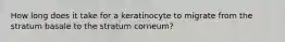 How long does it take for a keratinocyte to migrate from the stratum basale to the stratum corneum?