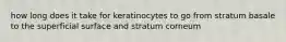 how long does it take for keratinocytes to go from stratum basale to the superficial surface and stratum corneum