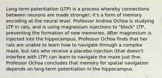 Long term potentiation (LTP) is a process whereby connections between neurons are made stronger; it's a form of memory encoding at the neural level. Professor Andrea Ochoa is studying LTP in rats, and is using magnesium injections to "block" LTP, preventing the formation of new memories. After magnesium is injected into the hippocampus, Professor Ochoa finds that her rats are unable to learn how to navigate through a complex maze, but rats who receive a placebo injection (that doesn't interfere with LTP) can learn to navigate the maze just fine. Professor Ochoa concludes that memory for spatial navigation depends on long-term potentiation in the hippocampus.