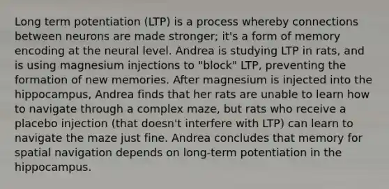 Long term potentiation (LTP) is a process whereby connections between neurons are made stronger; it's a form of memory encoding at the neural level. Andrea is studying LTP in rats, and is using magnesium injections to "block" LTP, preventing the formation of new memories. After magnesium is injected into the hippocampus, Andrea finds that her rats are unable to learn how to navigate through a complex maze, but rats who receive a placebo injection (that doesn't interfere with LTP) can learn to navigate the maze just fine. Andrea concludes that memory for spatial navigation depends on long-term potentiation in the hippocampus.