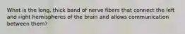 What is the long, thick band of nerve fibers that connect the left and right hemispheres of the brain and allows communication between them?