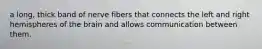 a long, thick band of nerve fibers that connects the left and right hemispheres of the brain and allows communication between them.