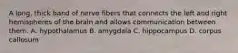 A long, thick band of nerve fibers that connects the left and right hemispheres of the brain and allows communication between them. A. hypothalamus B. amygdala C. hippocampus D. corpus callosum