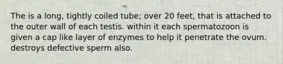 The is a long, tightly coiled tube; over 20 feet, that is attached to the outer wall of each testis. within it each spermatozoon is given a cap like layer of enzymes to help it penetrate the ovum. destroys defective sperm also.