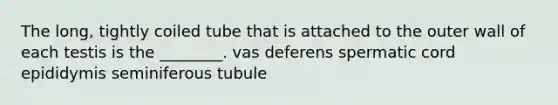 The long, tightly coiled tube that is attached to the outer wall of each testis is the ________. vas deferens spermatic cord epididymis seminiferous tubule