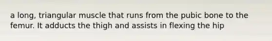 a long, triangular muscle that runs from the pubic bone to the femur. It adducts the thigh and assists in flexing the hip