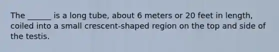 The ______ is a long tube, about 6 meters or 20 feet in length, coiled into a small crescent-shaped region on the top and side of the testis.