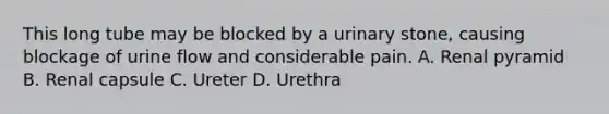 This long tube may be blocked by a urinary stone, causing blockage of urine flow and considerable pain. A. Renal pyramid B. Renal capsule C. Ureter D. Urethra