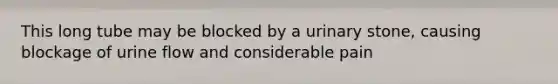 This long tube may be blocked by a urinary stone, causing blockage of urine flow and considerable pain