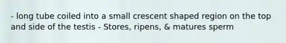 - long tube coiled into a small crescent shaped region on the top and side of the testis - Stores, ripens, & matures sperm