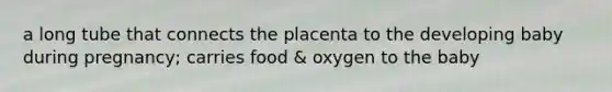 a long tube that connects the placenta to the developing baby during pregnancy; carries food & oxygen to the baby