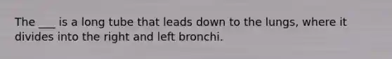 The ___ is a long tube that leads down to the lungs, where it divides into the right and left bronchi.