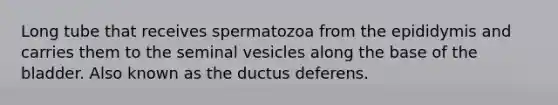 Long tube that receives spermatozoa from the epididymis and carries them to the seminal vesicles along the base of the bladder. Also known as the ductus deferens.