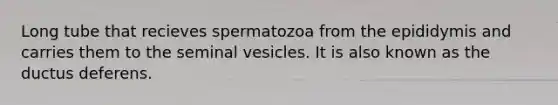 Long tube that recieves spermatozoa from the epididymis and carries them to the seminal vesicles. It is also known as the ductus deferens.