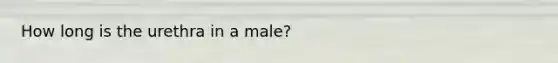 How long is the urethra in a male?