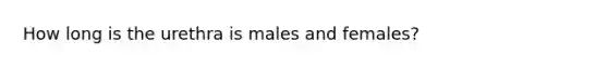 How long is the urethra is males and females?