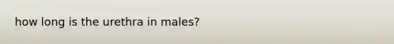 how long is the urethra in males?