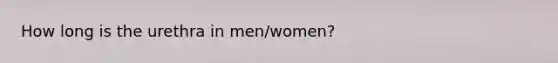 How long is the urethra in men/women?